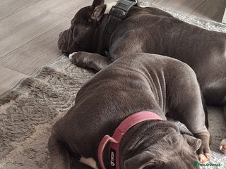 American Bully dogs Micro pocket bully - Advert 9