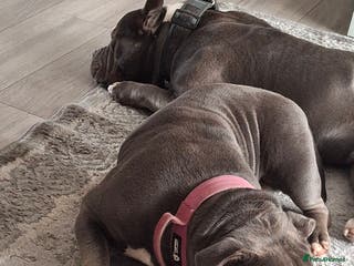 American Bully dogs Micro pocket bully - Advert 3