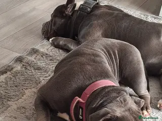 American Bully dogs Micro pocket bully - Advert 4