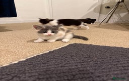 Ragdoll cats for sale: Grey calico ragdoll cross kitten - Image 5