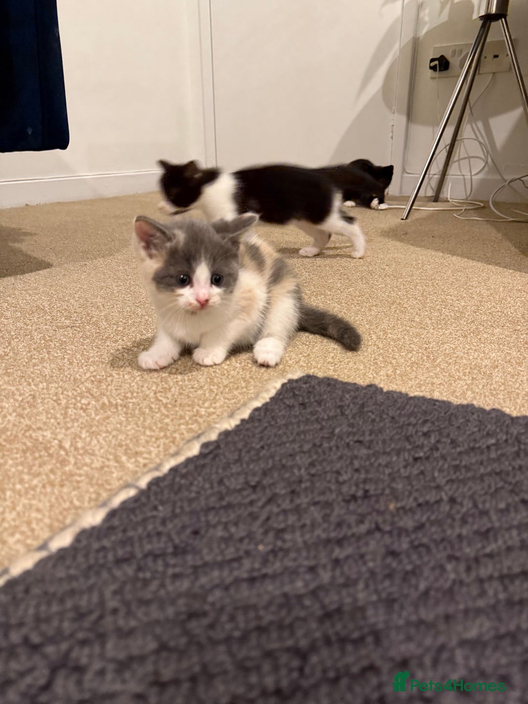Ragdoll cats for sale: Grey calico ragdoll cross kitten - Image 5