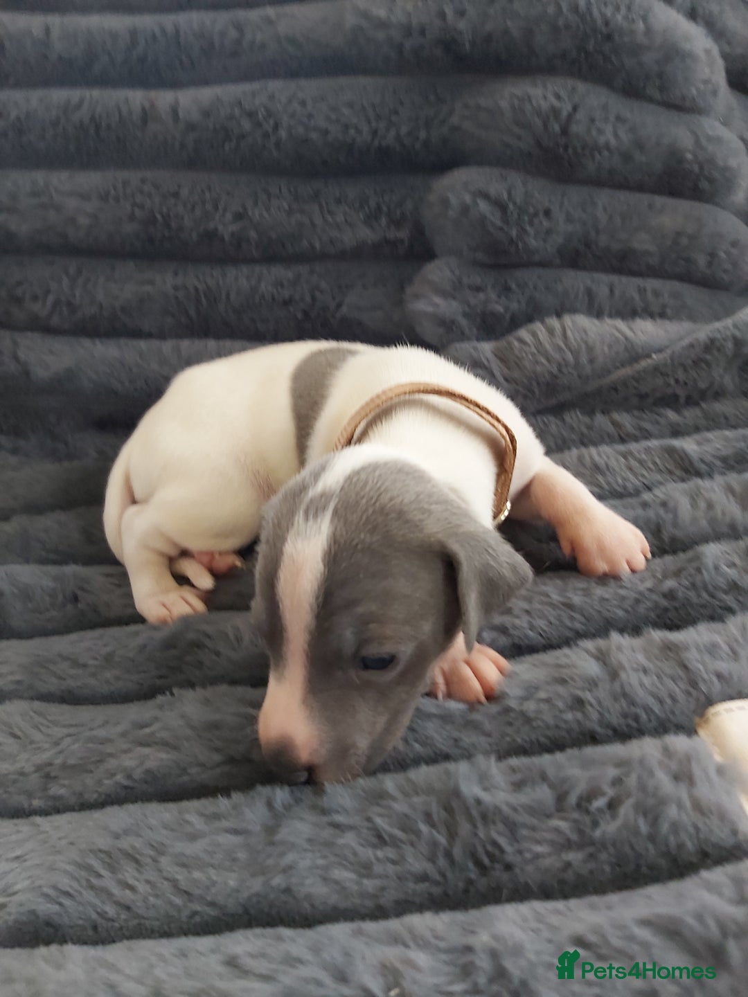 Italian Greyhound dogs for sale: READY TO GO IN 5 DAYS  - Advert 17