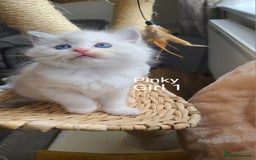 Ragdoll cats for sale: VERY BEAUTIFUL RAGDOLL KITTENS  - Image 1