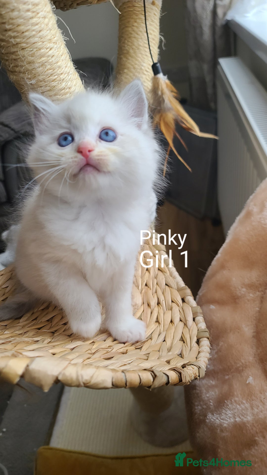 Ragdoll cats for sale: VERY BEAUTIFUL RAGDOLL KITTENS  - Image 1