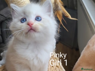 Ragdoll cats for sale - Advert 1
