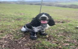 Cockapoo dogs for sale: F1 Cockapoo Puppy’s  - Image 14