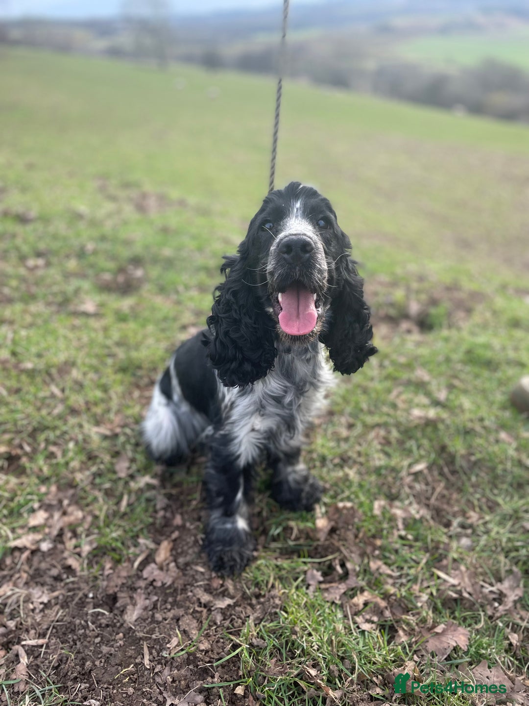Cockapoo dogs for sale: F1 Cockapoo Puppy’s  - Image 14