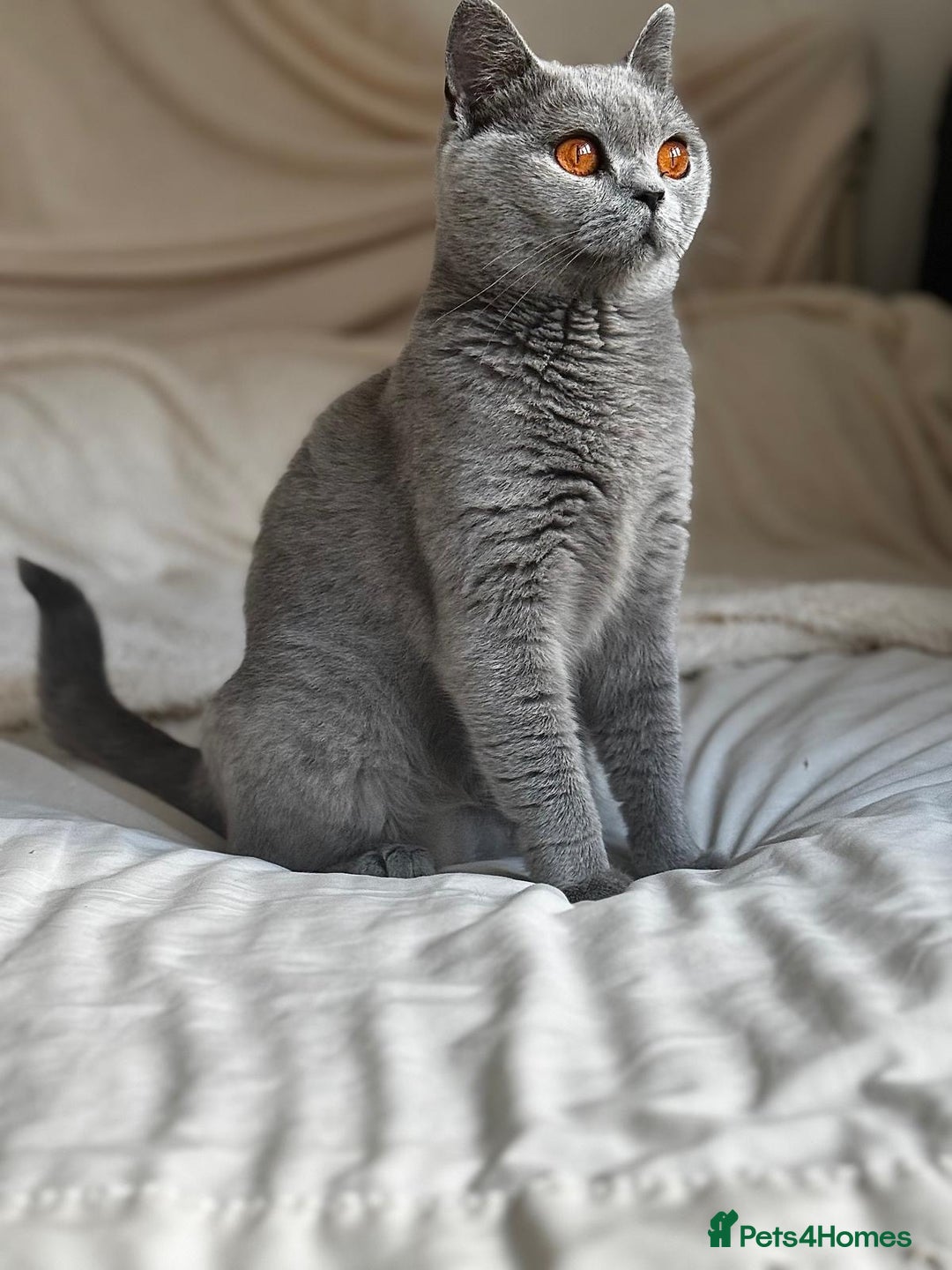 British Shorthair cats for sale: !!Champion bloodline!!GCCF British shorthair stoke - Advert 1