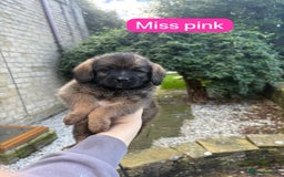 Saint Bernard dogs for sale: Outstanding Mini Saint Bernadoodle Puppies - Image 23
