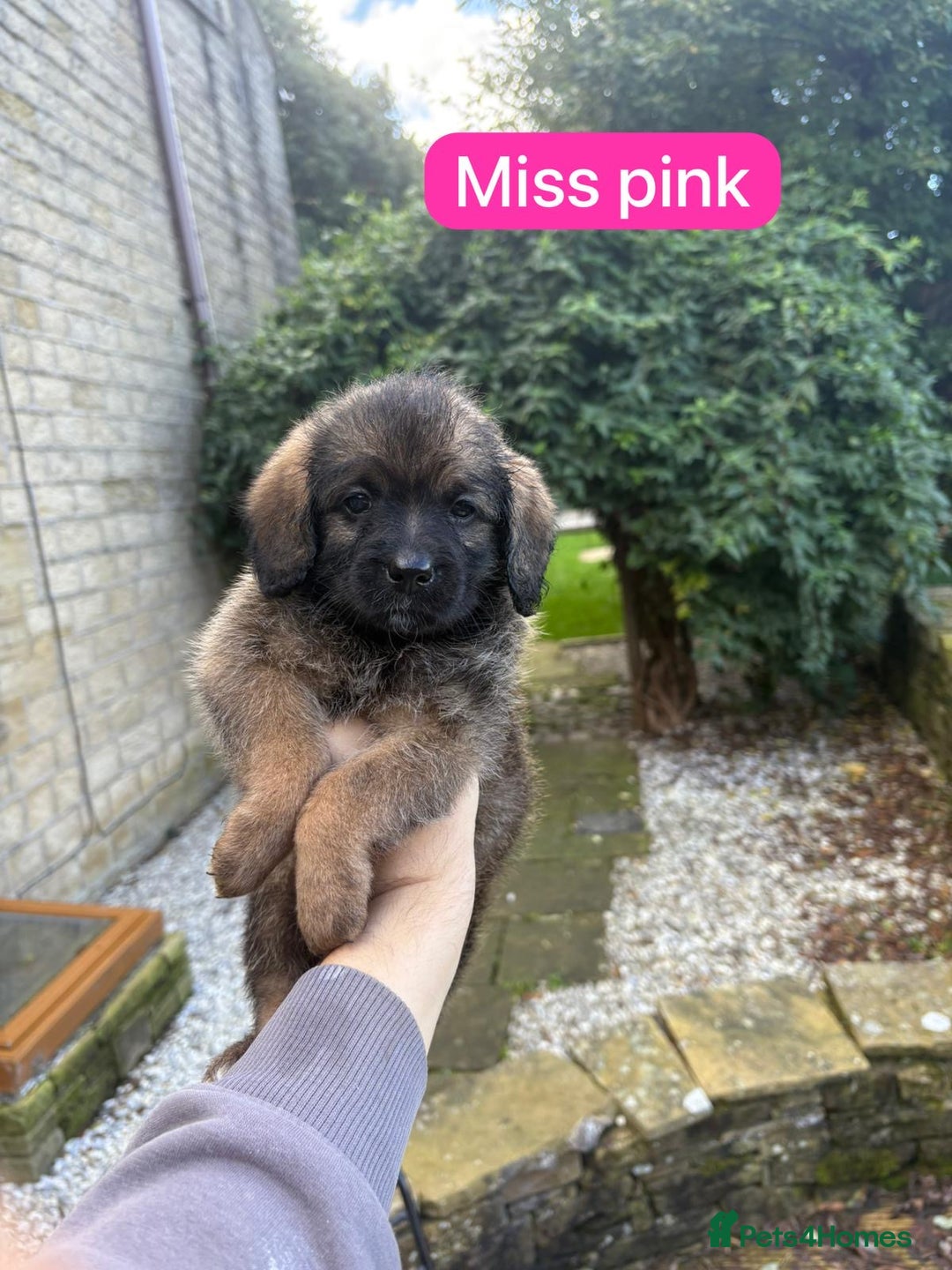 Saint Bernard dogs for sale: Outstanding Mini Saint Bernadoodle Puppies - Image 23