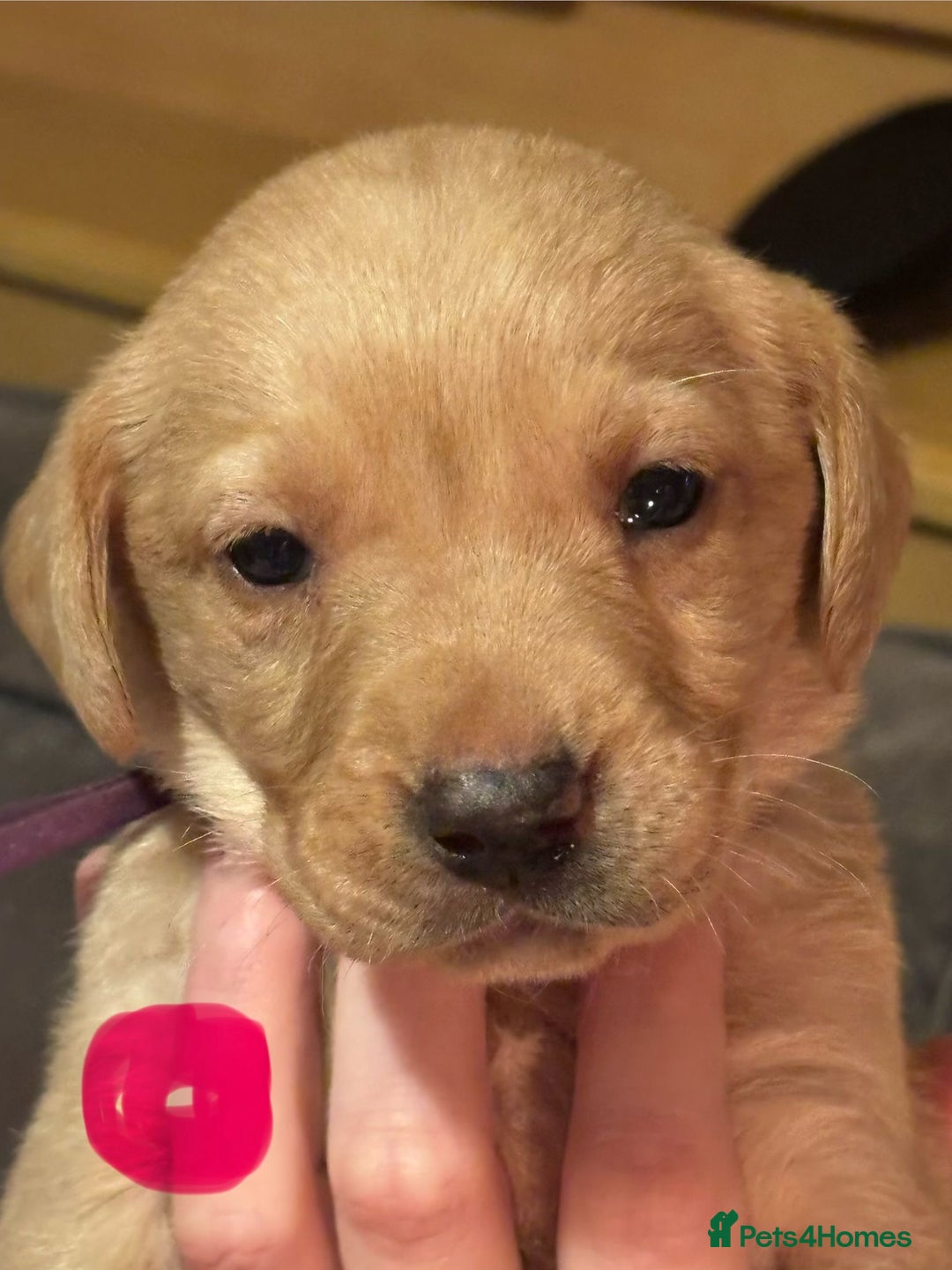 Labrador Retriever dogs for sale: Dudley Labrador Puppies - Advert 20