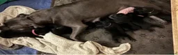 Staffordshire Bull Terrier dogs for sale:  Beautiful Staffordshire Bull Terrier Puppy - Advert 3