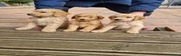Goldendoodle dogs for sale: READY NOW Last Remaining F2b Goldendoodle puppies  - Advert 1