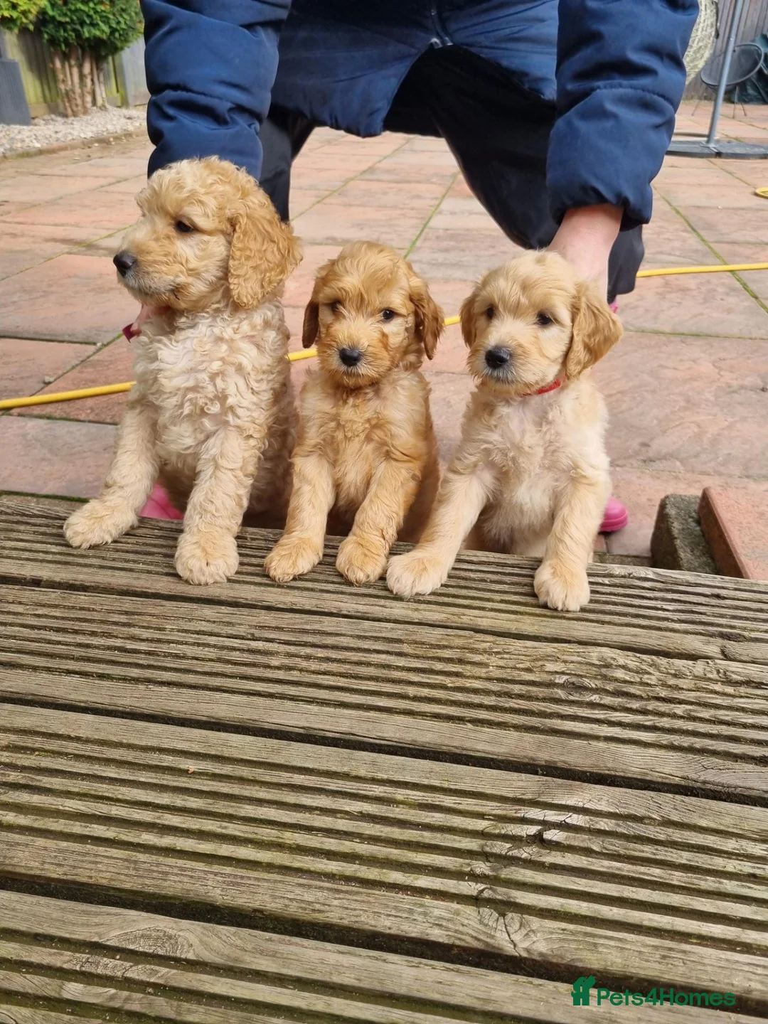Goldendoodle dogs for sale: READY NOW Last Remaining F2b Goldendoodle puppies  - Advert 1