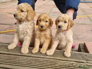 Goldendoodle dogs Last Girl! Last 2 Boys! F2b Goldendoodle puppies - Advert 10