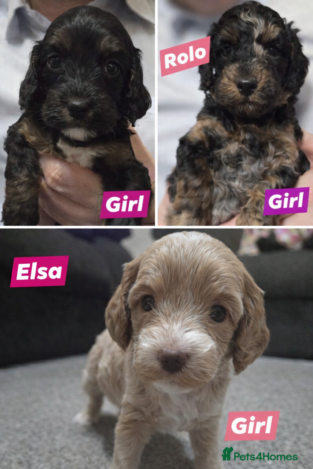 Cockapoo dogs Adorable F1b Cockapoo Pups Amazing Colours - Advert 14