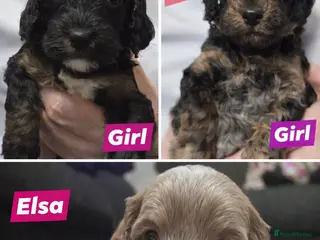 Cockapoo dogs Adorable F1b Cockapoo Pups Amazing Colours - Advert 2