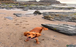 Cockalier dogs for sale: Rehoming Two Young Female Spaniels  - Image 22