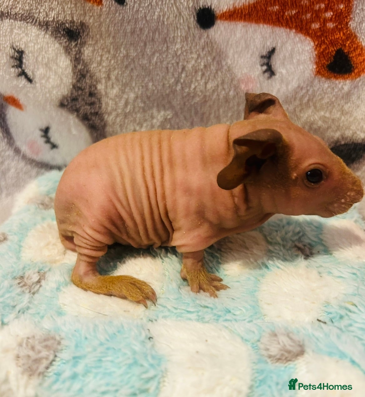 Guinea Pig rodents 🌟🐹 1 boy left! 🐹🌟 - Advert 7