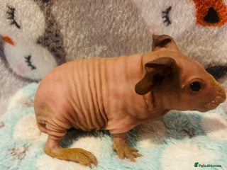 Guinea Pig rodents 🌟🐹 1 boy left! 🐹🌟 - Advert 21