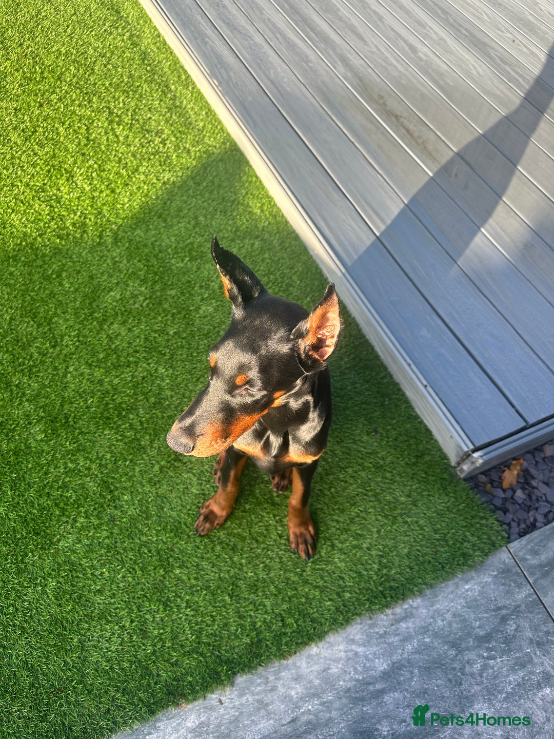 Dobermann dogs for sale: Puppy Doberman  - Advert 2