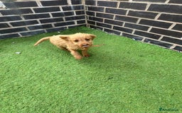 Labradoodle dogs for sale: Labradoodle  - Image 26
