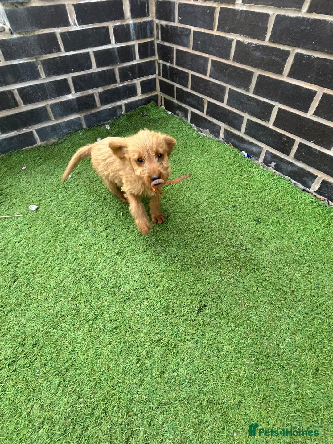 Labradoodle dogs for sale: Labradoodle  - Image 26