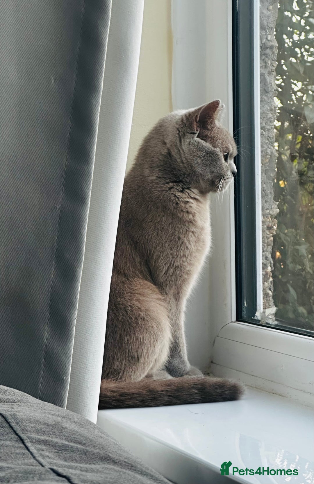 British Shorthair cats for sale: 4 x beautiful kittens available  - Image 7