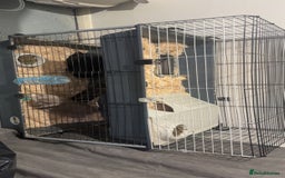 French Lop rabbits for sale: 2 beautiful rabbits for free-ASAP - Image 1