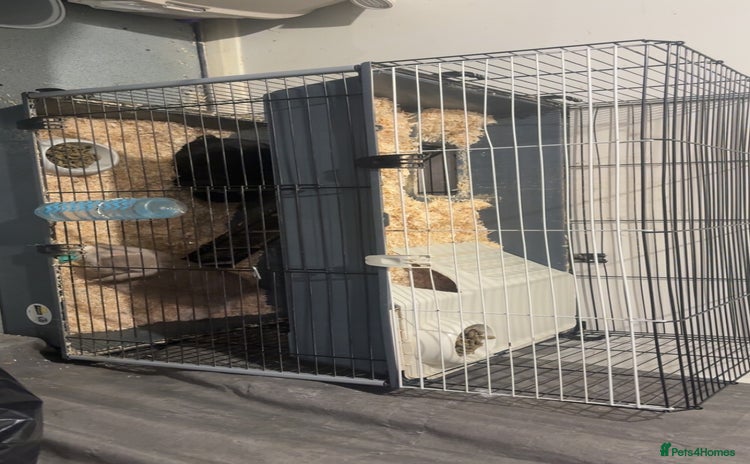 French Lop rabbits - Advert 1