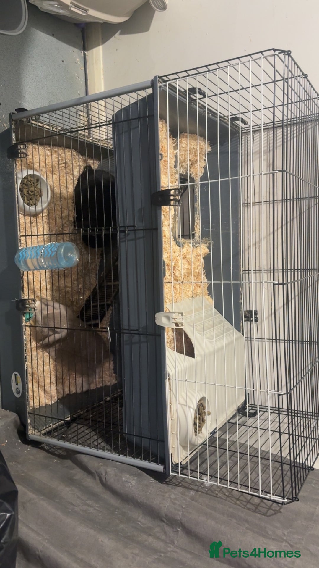 French Lop rabbits for sale: 2 beautiful rabbits for free-ASAP - Image 1