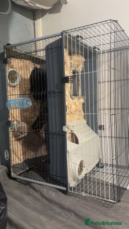 French Lop rabbits - Advert 1