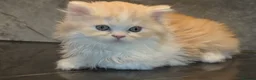 Scottish Fold cats for sale: Eight wee wonders seek mum/dad - Advert 7