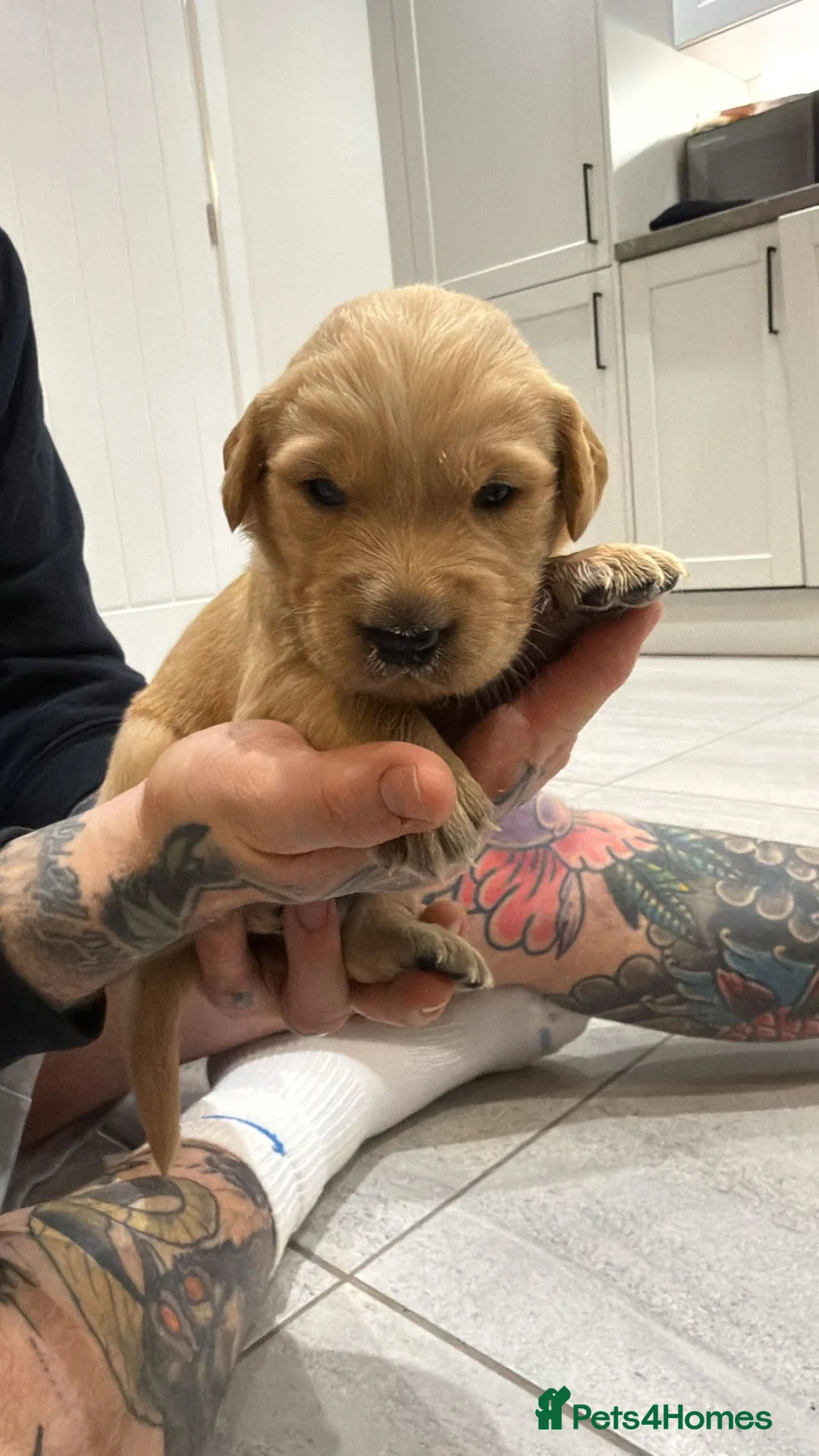 Goldador dogs for sale: Exceptional Goldadoor puppies! - Advert 21