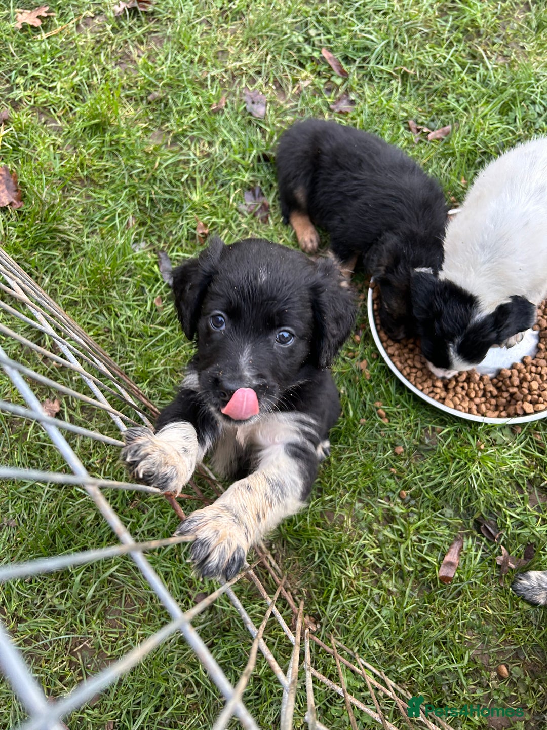 Mixed Breed dogs for sale: GORGEOUS COCKER SPANIEL/BORDER COLLIE PUPS - Advert 3