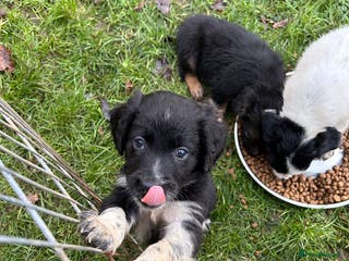 Mixed Breed dogs GORGEOUS COCKER SPANIEL/BORDER COLLIE PUPS - Advert 6