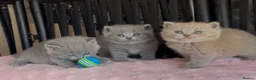 British Shorthair cats for sale: Beautiful Pedigree BSH kittens for sale  - Advert 9