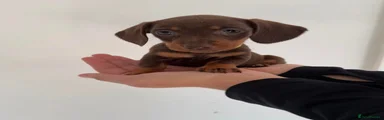 Miniature Dachshund 3