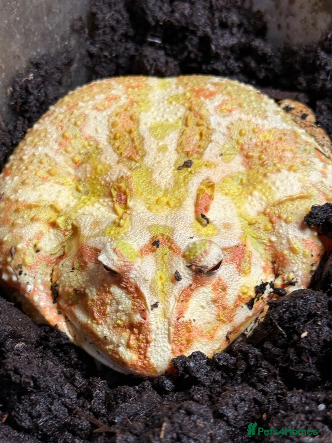 Frog reptiles for sale: pikachu pacman frog in Durham - Advert 1