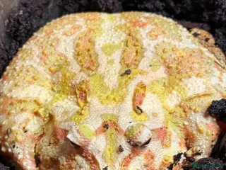 Frog reptiles pikachu pacman frog - Advert 11