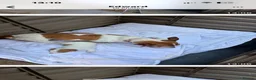 Jack Russell dogs for sale: Jack Russell puppies  - Advert 2