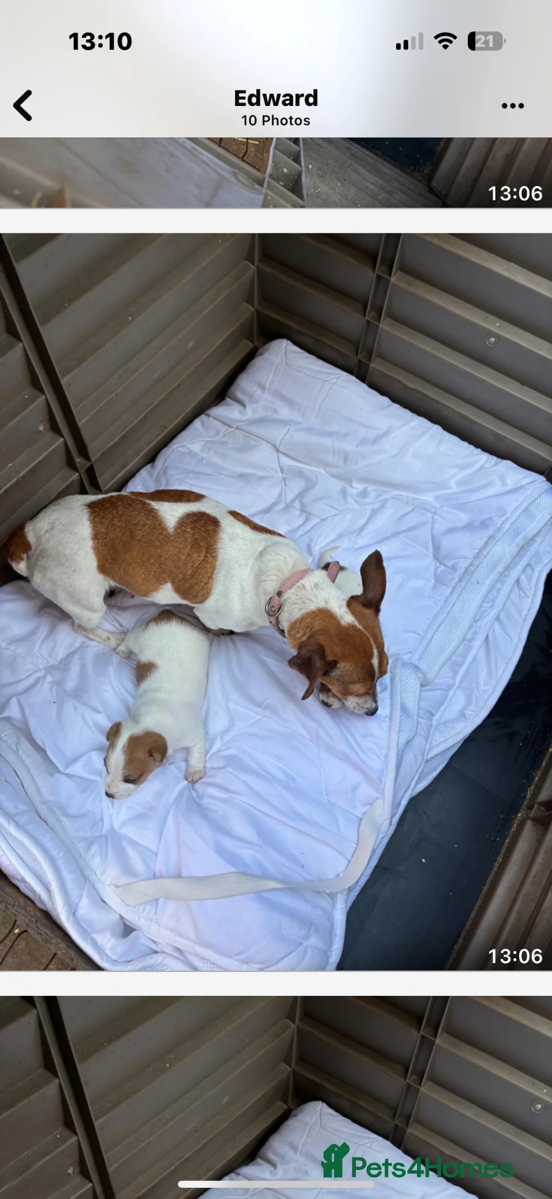 Jack Russell dogs for sale: Jack Russell puppies  - Advert 2