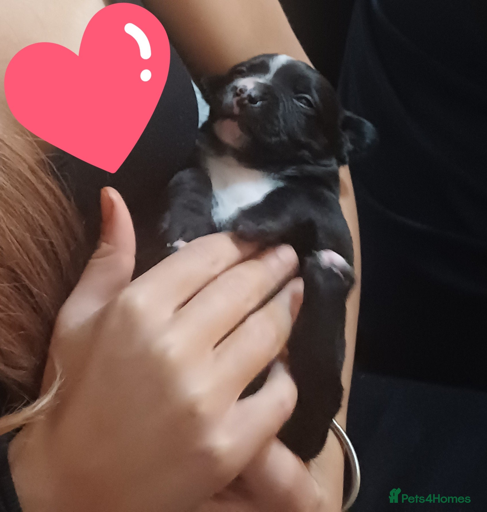 Mixed Breed dogs Adorable 3/4 Staff Bull Terrier 1/4 Jack Russell. - Advert 16