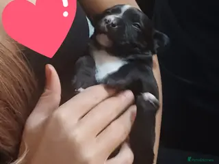 Mixed Breed dogs Adorable 3/4 Staff Bull Terrier 1/4 Jack Russell. - Advert 16