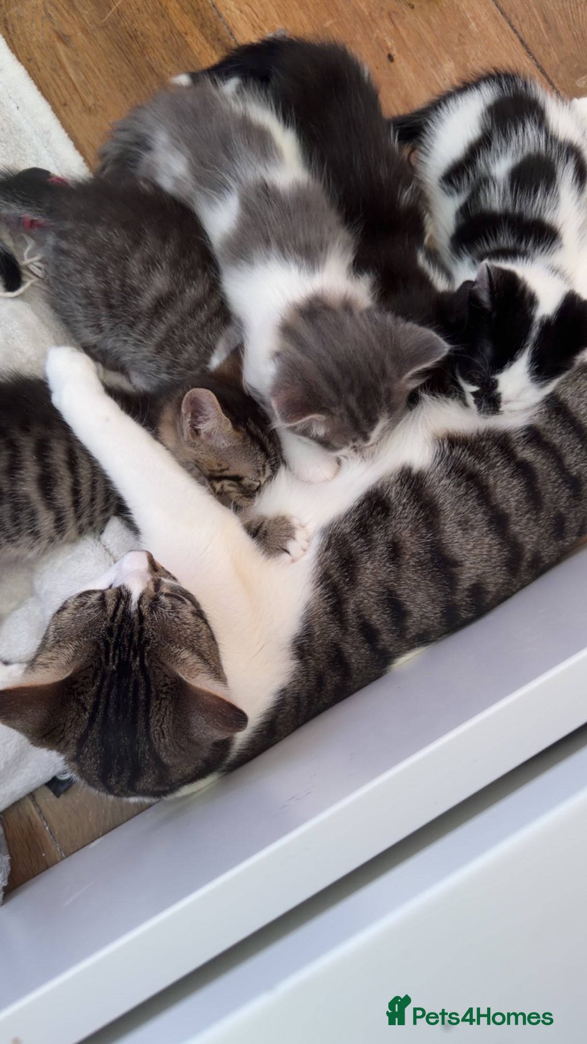 British Shorthair cats tuxedo (black and white) girl kitten - Advert 2