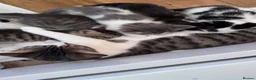 British Shorthair cats for sale: tuxedo (black and white) girl kitten in London - Advert 1