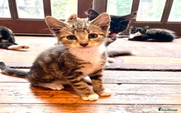 British Shorthair cats for sale: Loving kittens looking for a loving home - Image 5