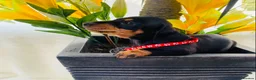 Miniature Dachshund dogs for sale: STUNNING Miniature Dachshund Puppies!!! - Advert 18