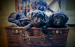 Cockapoo dogs for sale: 4 males and 1 female, chocolate coated cockerpoos  - Image 1
