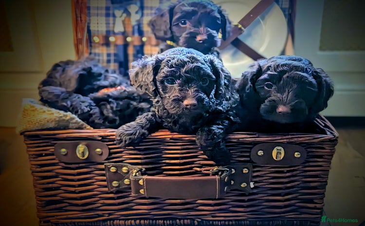 Cockapoo dogs - Advert 12